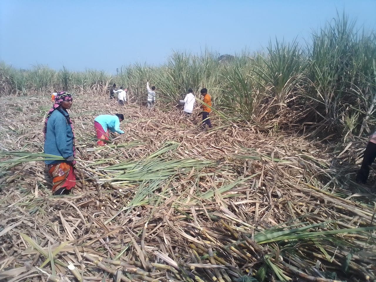 Women cutting sugarcane by hand in the fields